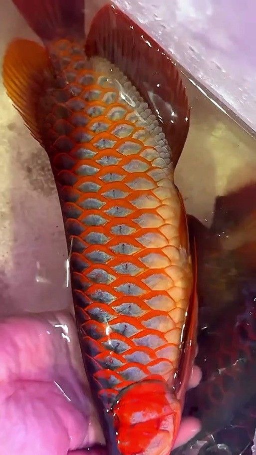 如何區(qū)分龍魚(yú)的粗框和細(xì)框（魚(yú)的粗框和細(xì)框飼養(yǎng)過(guò)程中有不同的特點(diǎn)和注意事項(xiàng)）