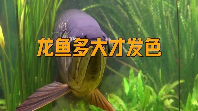 如何優化金龍魚發色？（如何優化金龍魚的發色）