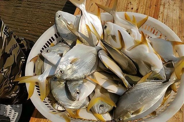 有哪些替代混養方案？（動物替代混養方案）