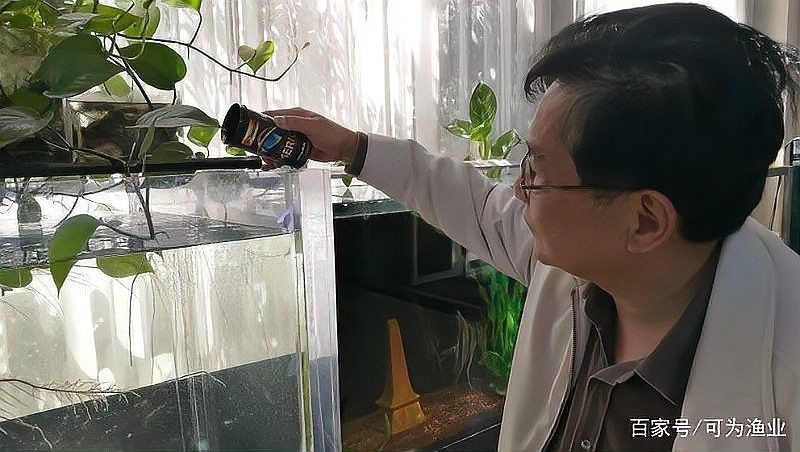 六角龍魚有哪些天敵？，六角龍魚在野外數量為何急劇下降，六角龍飼養避坑指南
