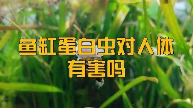 龍魚缸內(nèi)蛋白蟲會咬魚嗎？（魚缸內(nèi)的蛋白蟲對人體有害嗎魚缸里爬滿蛋白蟲別用殺蟲劑）
