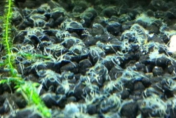 龍魚缸內(nèi)蛋白蟲會咬魚嗎？（魚缸內(nèi)的蛋白蟲對人體有害嗎魚缸里爬滿蛋白蟲別用殺蟲劑）
