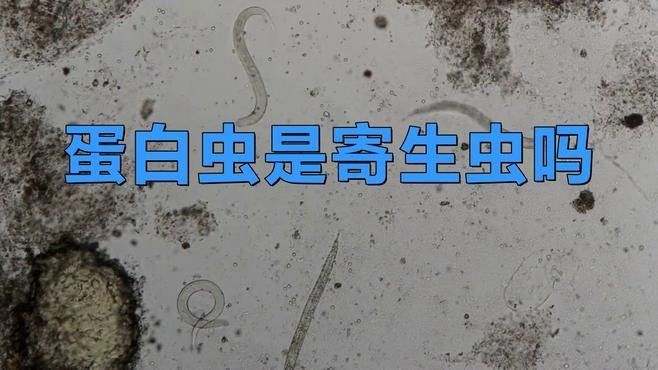 龍魚缸內(nèi)蛋白蟲會咬魚嗎？（魚缸內(nèi)的蛋白蟲對人體有害嗎魚缸里爬滿蛋白蟲別用殺蟲劑）