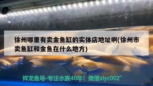 徐州哪里有賣金魚缸的實體店地址啊(徐州市賣魚缸和金魚在什么地方)（徐州哪里有賣金魚缸和金魚缸的實體店地址）