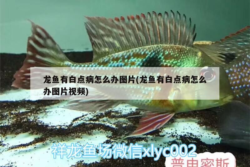 龍魚有白點病怎么辦圖片(龍魚有白點病怎么辦圖片視頻)（龍魚有白點病怎么辦）