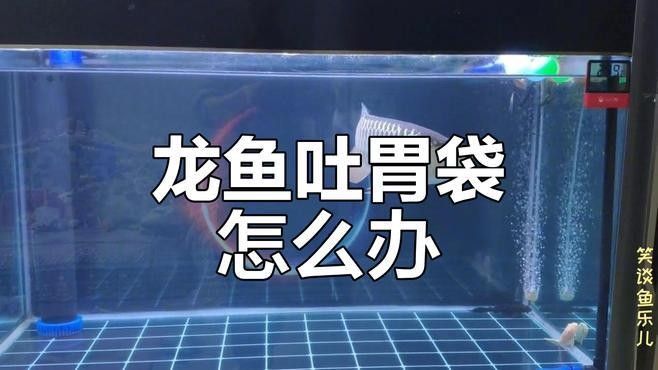 龍魚消化不良自愈需要多久（龍魚消化不良的自愈時間） 龍魚消化不良自愈需要多久（龍魚消化不良的自愈時間） 龍魚百科 第1張