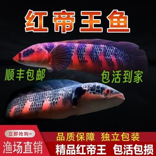 紅帝王雷龍魚需要多大的魚缸（帝王雷龍魚飼養(yǎng)指南） 紅帝王雷龍魚需要多大的魚缸（帝王雷龍魚飼養(yǎng)指南） 龍魚百科 第1張