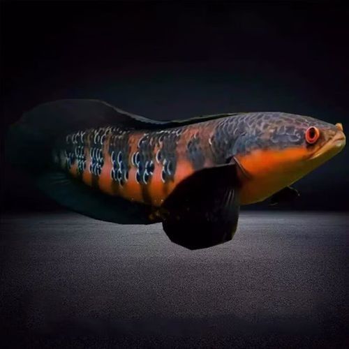 紅帝王雷龍魚需要多大的魚缸（帝王雷龍魚飼養(yǎng)指南） 紅帝王雷龍魚需要多大的魚缸（帝王雷龍魚飼養(yǎng)指南） 龍魚百科 第2張