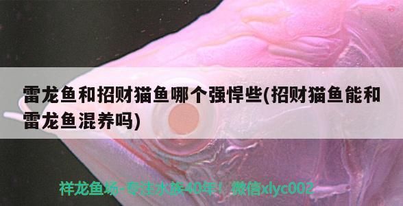 雷龍魚和招財貓魚哪個強悍些(招財貓魚能和雷龍魚混養嗎)（雷龍魚和招財貓魚哪個強悍些）