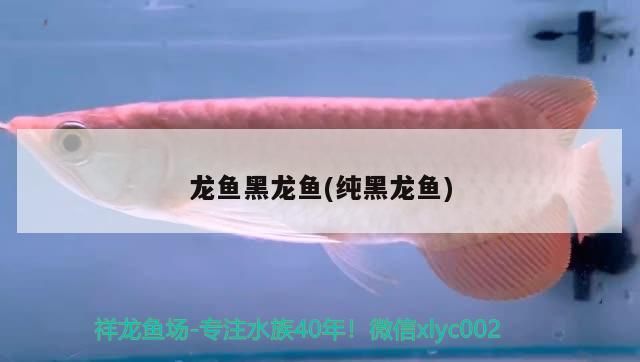 龍魚黑龍魚(純黑龍魚)（純黑龍魚的品種之外觀賞魚市場上的稀有品種，純黑龍魚）