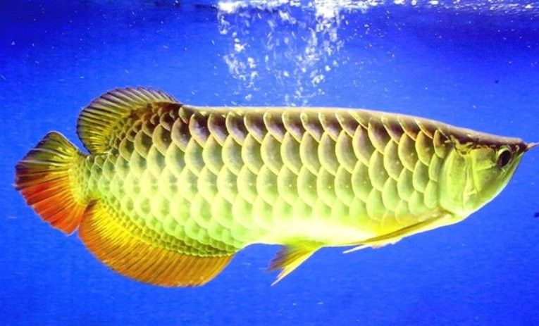 如何辨別藍鉆金龍魚的真偽？（如何辨別藍鉆金龍魚的真偽） 如何辨別藍鉆金龍魚的真偽？（如何辨別藍鉆金龍魚的真偽） 龍魚百科 第4張
