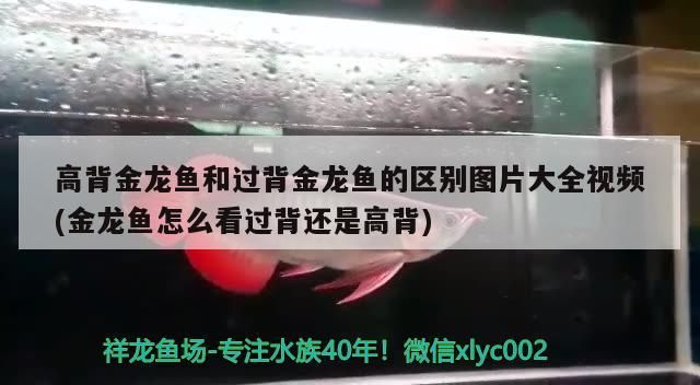 高背金龍魚和過背金龍魚的區別圖片大全視頻(金龍魚怎么看過背還是高背)（背金龍魚和過背金龍魚的區別圖片大全視頻大全視頻介紹）