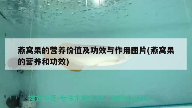 燕窩果的營養價值及功效與作用圖片(燕窩果的營養和功效)（燕窩果的營養價值與功效與作用圖片）