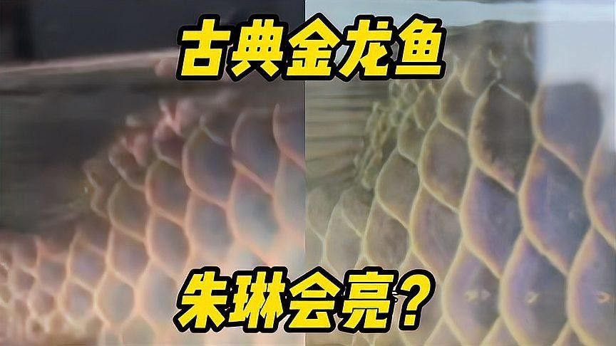 金龍魚珠鱗全亮有哪些技巧（如何讓金龍魚珠鱗全亮）