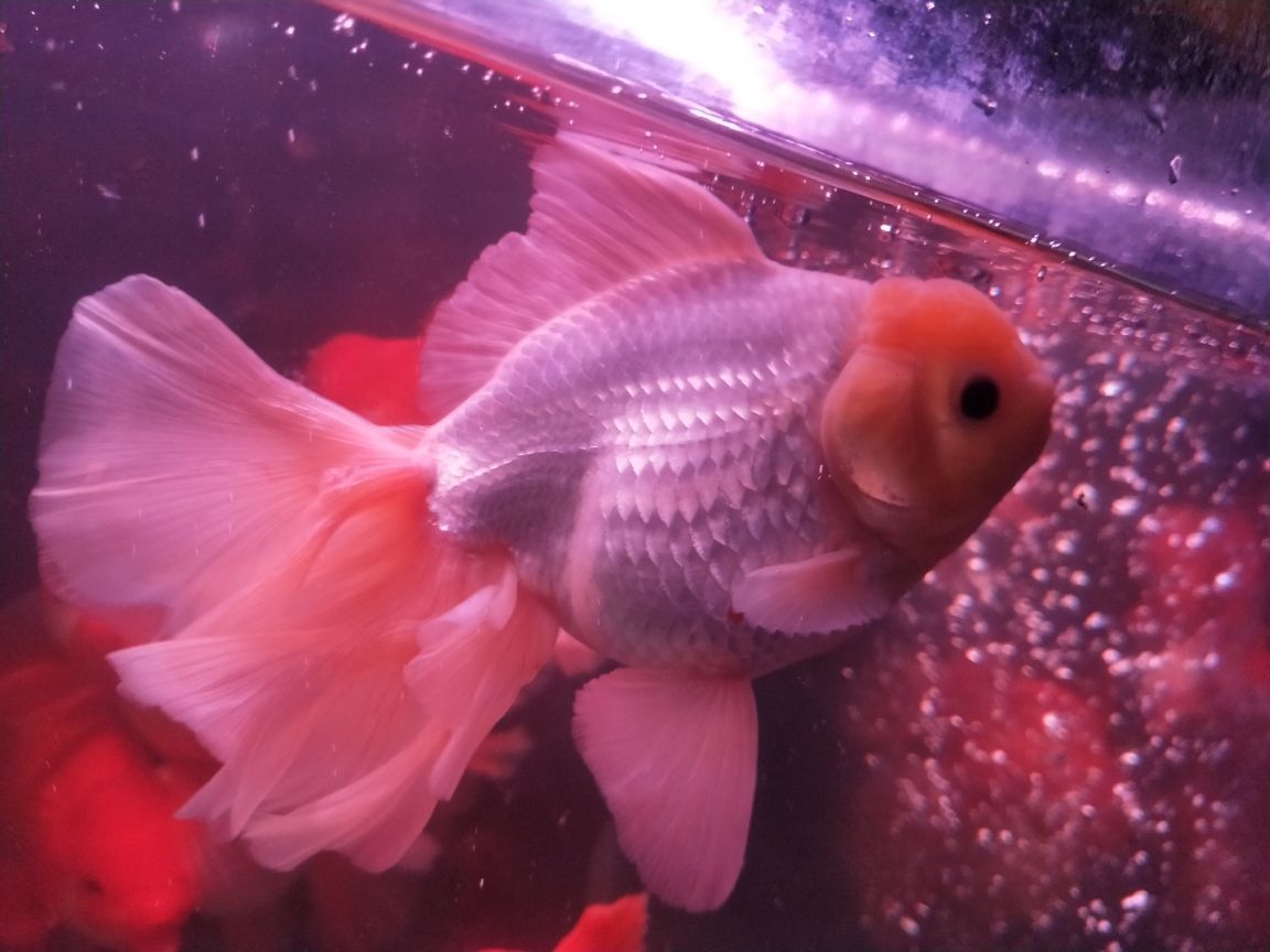 魚缸石頭布景圖片大全，魚缸石頭造景圖片擺法（魚缸石頭布景圖片大全）