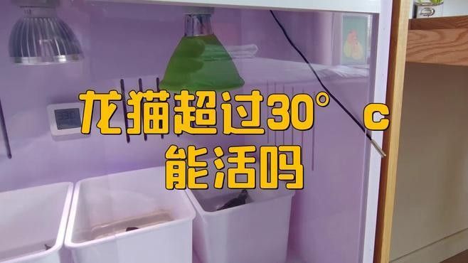 龍貓體溫過高如何處理（發現龍貓體溫過高時，應立即采取以下措施，可能致命）