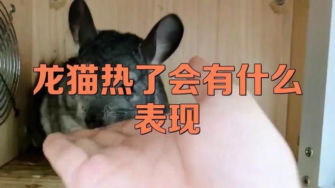 龍貓體溫過高如何處理（發現龍貓體溫過高時，應立即采取以下措施，可能致命）