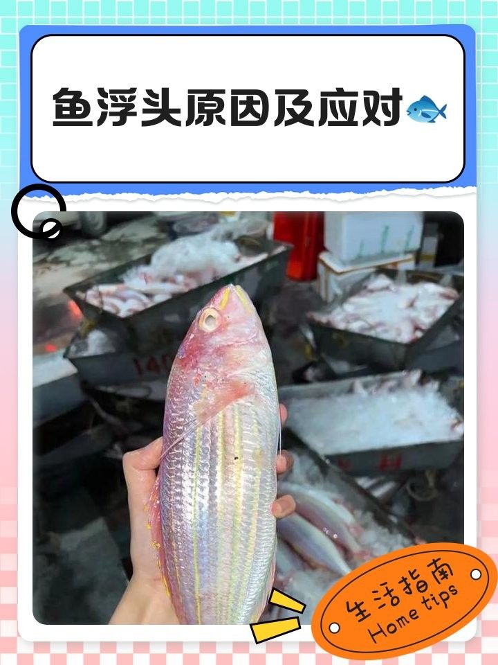 龍魚浮頭是否意味著生病（魚總浮在水面“探頭”別大意）