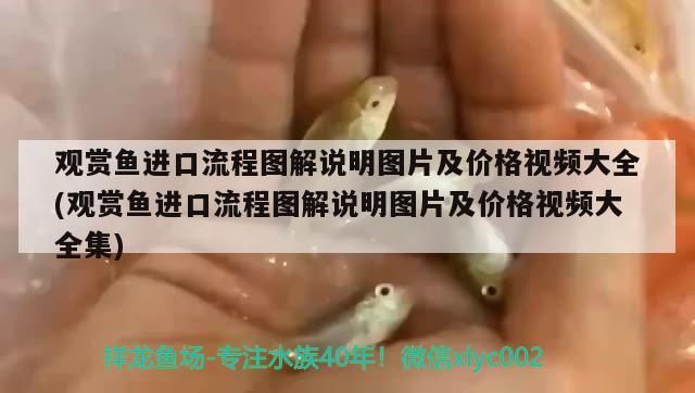 龍魚 觀賞魚進口流程圖解說明圖片及價格視頻大全(觀賞魚進口流程圖解說明圖片及價格視頻大全集)(觀賞魚進口流程圖解) 觀賞魚百科 觀賞魚進口流程圖解說明圖片及價格視頻大全(觀賞魚進口流程圖解說明圖片及價格視頻大全集)(觀賞魚進口流程圖解) 觀賞魚進口流程圖解說明圖片及價格視頻大全(觀賞魚進口流程圖解說明圖片及價格視頻大全集)(觀賞魚進口流程圖解) 觀賞魚百科