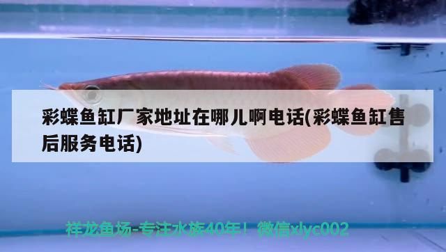彩蝶魚缸廠家地址在哪兒啊電話(彩蝶魚缸售后服務電話)（彩蝶魚缸廠家地址在哪兒啊電話）