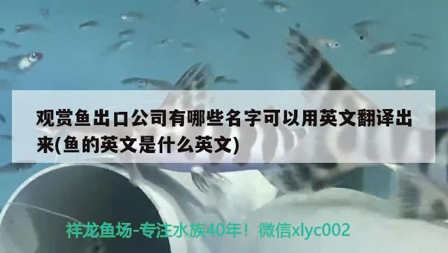 觀賞魚出口公司有哪些名字可以用英文翻譯出來(魚的英文是什么英文)（觀賞魚出口公司有哪些名字可以用英文翻譯）