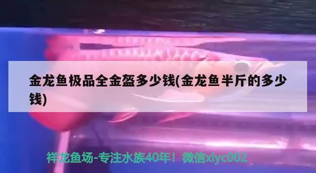 萬州定做魚缸電話地址查詢 萬州魚市場在哪里（沈陽萬州水族市場） 萬州定做魚缸電話地址查詢 萬州魚市場在哪里（沈陽萬州水族市場） 觀賞魚百科