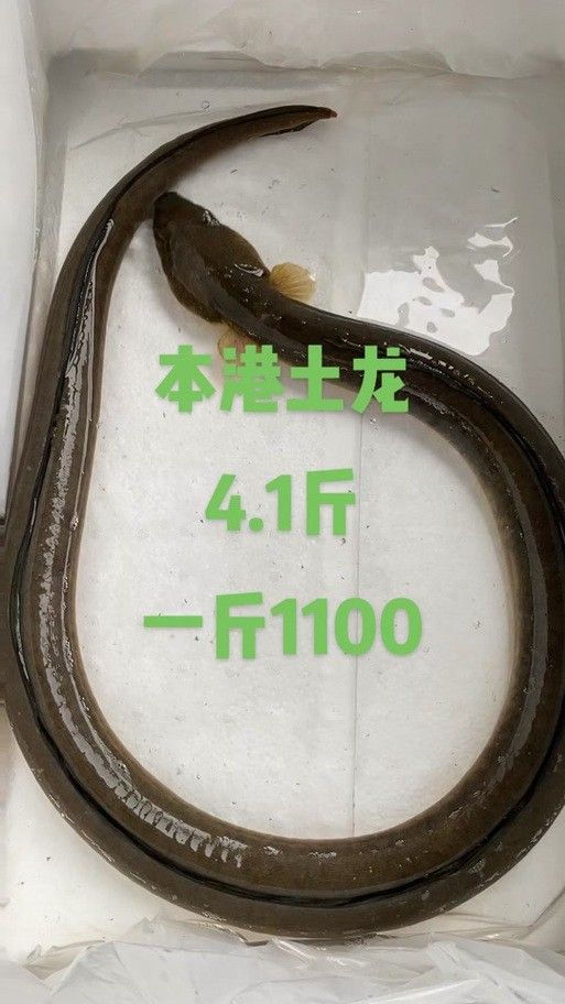給我一些海南土龍魚高清大圖（海南土龍魚生態攝影）
