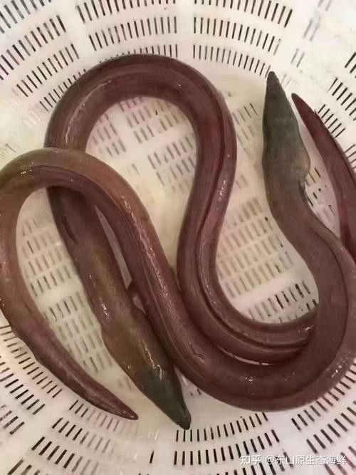 給我一些海南土龍魚高清大圖（海南土龍魚生態攝影）