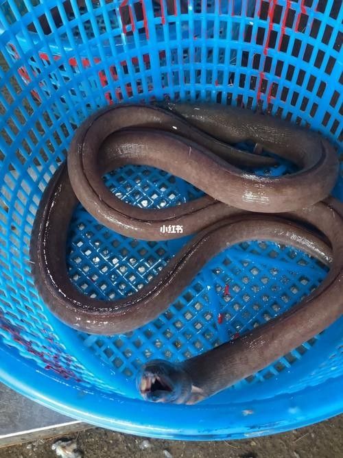 給我一些海南土龍魚高清大圖（海南土龍魚生態攝影）