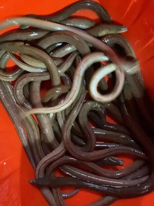 給我一些海南土龍魚高清大圖（海南土龍魚生態攝影）