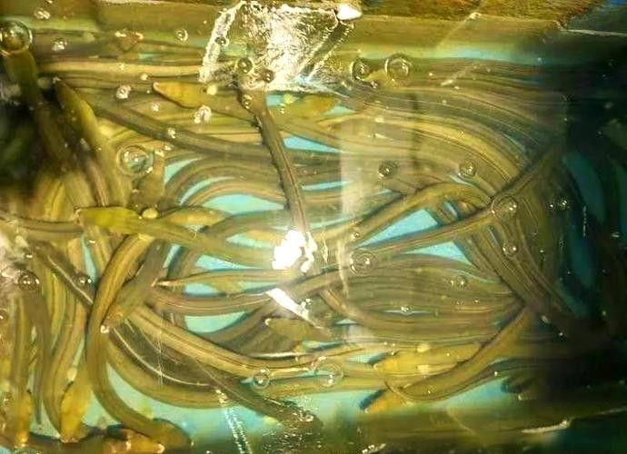 給我一些海南土龍魚高清大圖（海南土龍魚生態攝影）