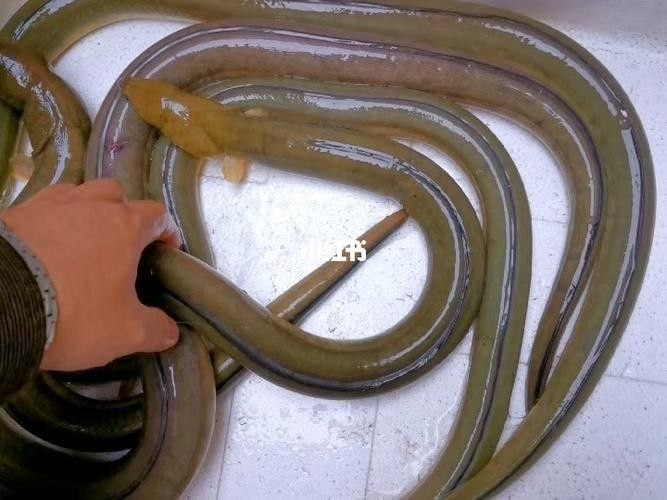 給我一些海南土龍魚高清大圖（海南土龍魚生態攝影）