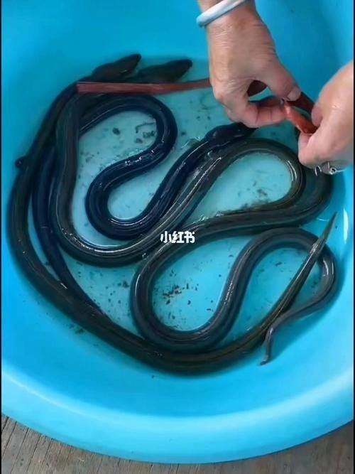給我一些海南土龍魚高清大圖（海南土龍魚生態攝影）