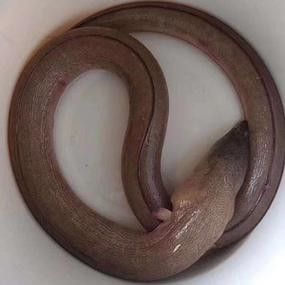 給我一些海南土龍魚高清大圖（海南土龍魚生態攝影）