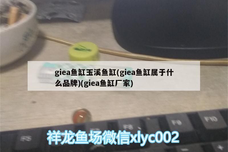 剛買回來的龍魚趴缸怎么辦視頻(剛買回來的龍魚趴缸怎么辦視頻教程)（giea魚缸玉溪魚缸） 剛買回來的龍魚趴缸怎么辦視頻(剛買回來的龍魚趴缸怎么辦視頻教程)（giea魚缸玉溪魚缸） 觀賞魚百科
