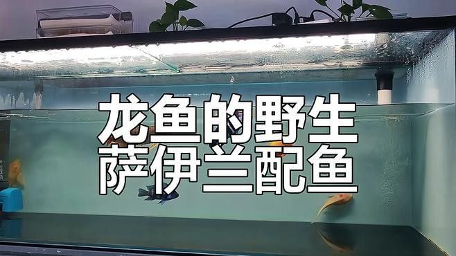 薩伊藍和哪些魚混養最好（薩伊藍與哪些魚混養最好）