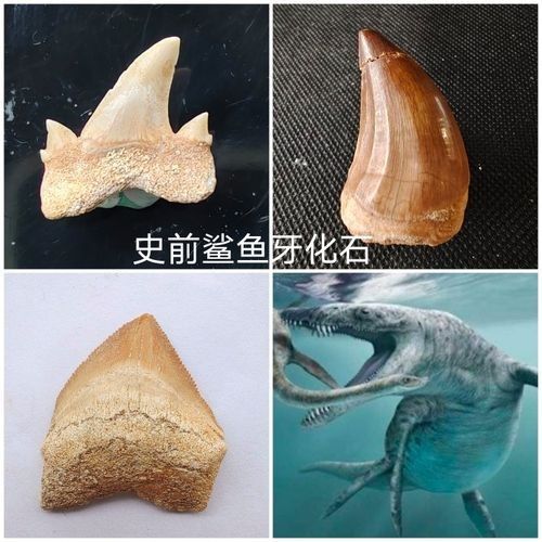 龍魚化石的價格是多少（龍魚化石有哪些稀有品種？）