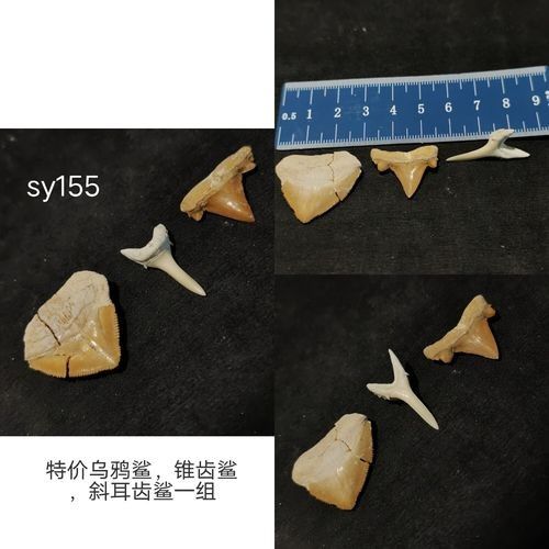 龍魚化石的價格是多少（龍魚化石有哪些稀有品種？）