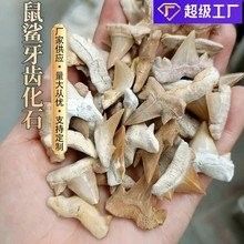 龍魚化石的價格是多少（龍魚化石有哪些稀有品種？）