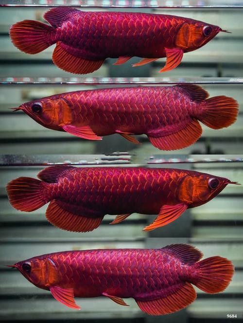 紅龍魚漁場的價格范圍（紅龍魚的價格范圍）