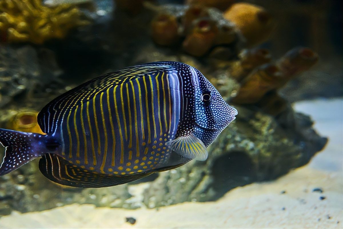 虎斑恐龍魚多久繁殖一次（虎斑恐龍魚的繁殖方式）
