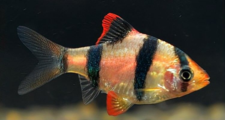 虎斑恐龍魚多久繁殖一次（虎斑恐龍魚的繁殖方式）
