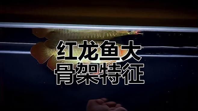龍魚嘴型對價格影響大嗎 龍魚嘴型對價格影響大嗎 龍魚百科 第2張