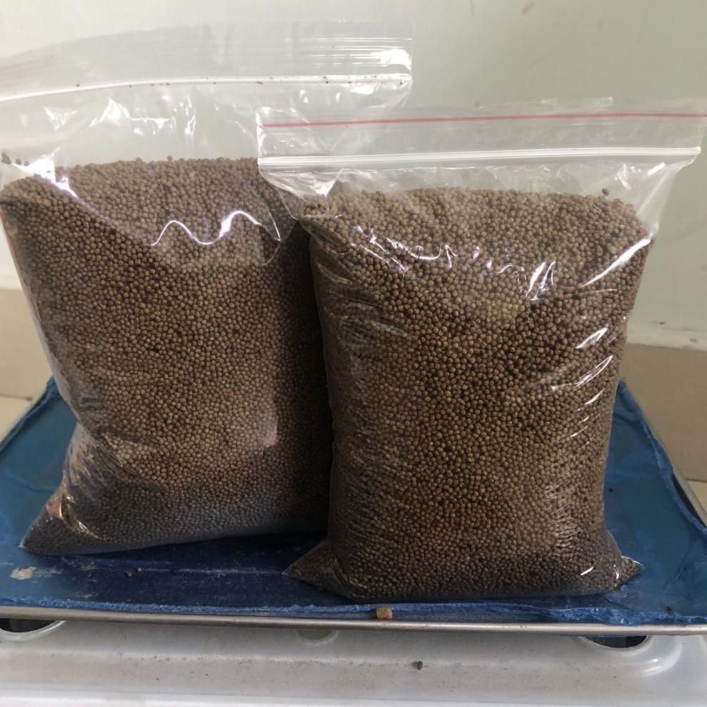 銀板魚苗飼料自制方法（銀板魚苗的飼料配方） 銀板魚苗飼料自制方法（銀板魚苗的飼料配方） 觀賞魚百科 第2張