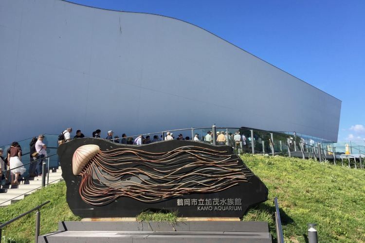 鶴崗哪個水族館龍魚好？祥龍魚場龍魚（鶴崗市有龍魚養殖場嗎？）