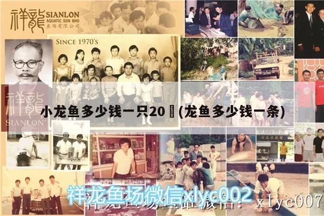 小龍魚多少錢一只20㎝(龍魚多少錢一條)（小龍魚多少錢一只） 小龍魚多少錢一只20㎝(龍魚多少錢一條)（小龍魚多少錢一只） 觀賞魚百科