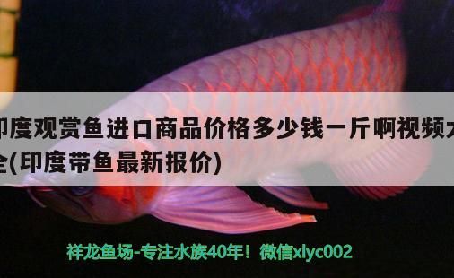 泉州觀賞魚公司有哪些（美的5匹空調e4代號故障原因）（泉州觀賞魚公司哪個好）
