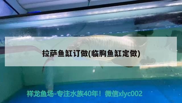 拉薩魚缸訂做(臨朐魚缸定做)（拉薩魚缸定做的注意事項）