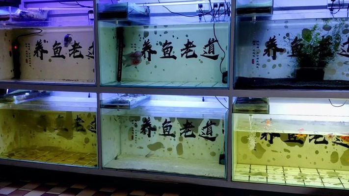 紅龍魚為什么會跳缸（紅龍魚為什么會跳缸呢）（紅龍魚為什么會跳缸）