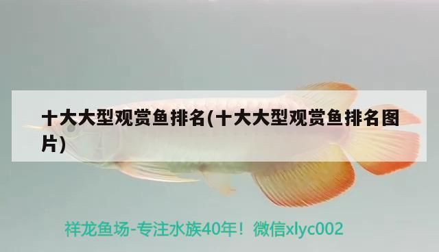 十大大型觀賞魚排名(十大大型觀賞魚排名圖片)